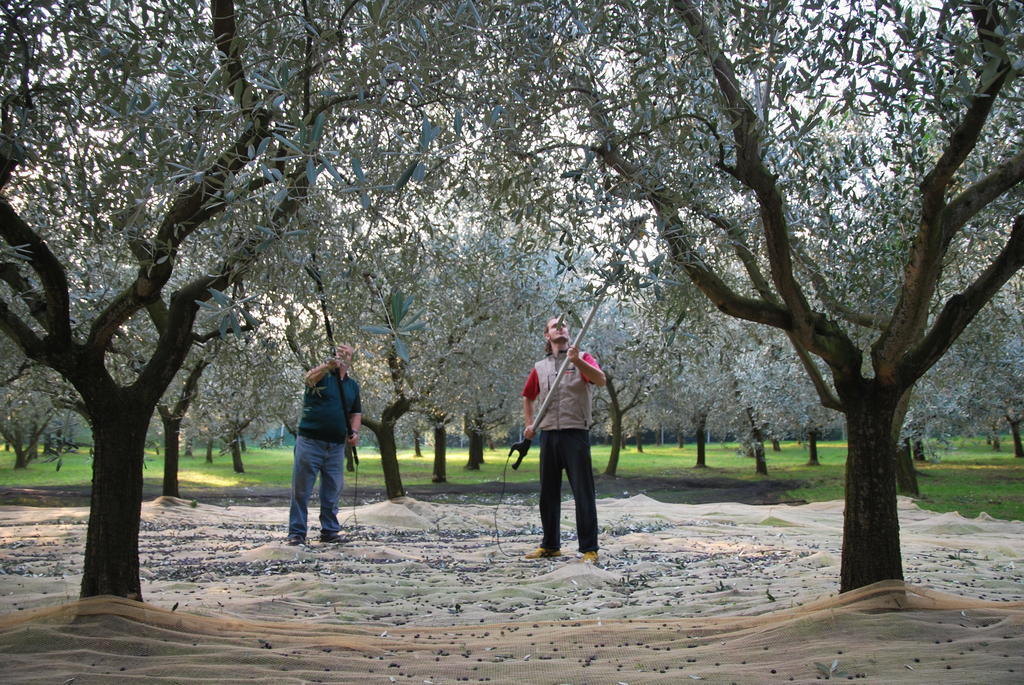 Agriturismo Terra E Sole SantʼAmbrogio di Valpolicella Rum bild