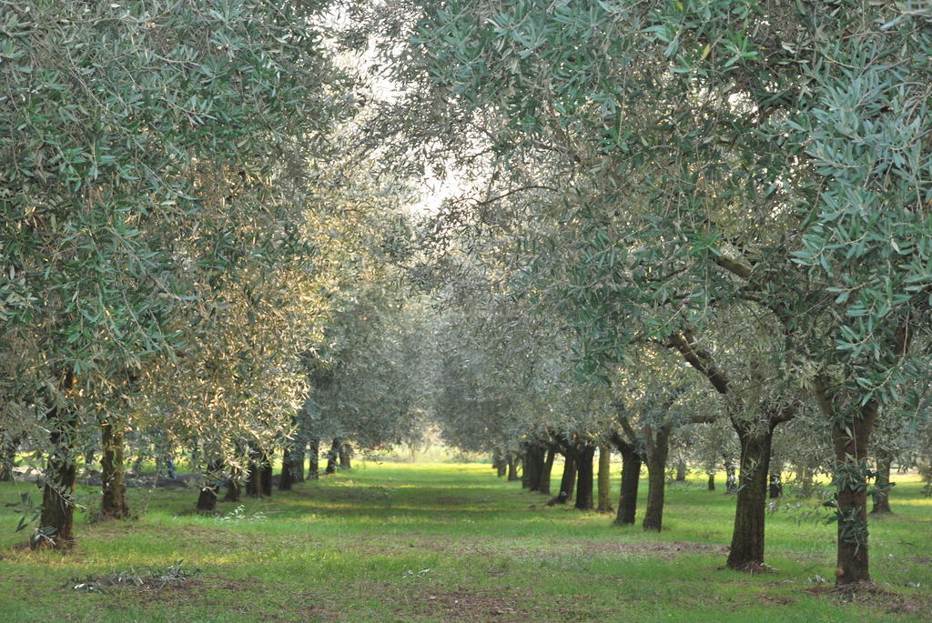 Agriturismo Terra E Sole SantʼAmbrogio di Valpolicella Rum bild